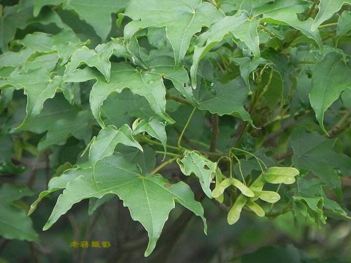 色木槭2.png